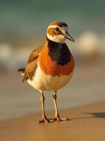 A cute hooded plover bird with orange and black feathers standing on a sandy beach with blurred ocean background photo