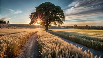 A big tree in a wheat field with a path in the middle, sun shining through the branches, clear sky with some clouds photo