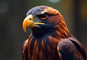 Close up of a golden eagle with brown and black feathers, yellow beak, intense gaze, in a forest with blurred background photo