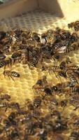 Beekeeper examines bees in honeycombs. Frames of a beehive. Apiculture Vertical video