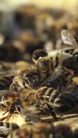 Bees on honeycomb frame. Bees turn nectar into honey. Work of beekeeper in apiary. Vertical video