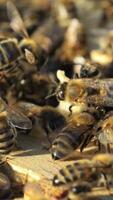 Close up view of the working bees. Bees turn nectar into honey. Beekeeping concept. Vertical video