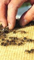 Beekeeper holding a honeycomb full of bees. Working bees on honeycomb. Apiary concept Vertical video