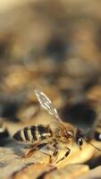 Close up view of the working bees on honeycomb in summer day. Frames of a beehive Vertical video