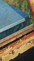Frames of a bee hive. Hand of beekeeper is working with bees and beehives on the apiary. Vertical video