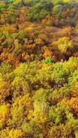 Nature background in autumn colors. Beautiful scenery of trees of a woodland in fall season. Aerial view. Camera moving to the right. Vertical video