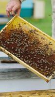 Apiarist examines bees on apiary. Honeycomb with bees in beekeeper's hands. Chimney with smoke on a hive. Apiculture process. Vertical video