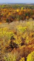 Bright nature background. Beautiful scenery of autumn forest. View from above on colorful treetops of woodland in fall season. Vertical video