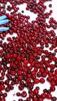 Fresh red cherries moving on a conveyor belt. Worker's hands in gloves sorting ripe berries inside the food factory. Vertical video
