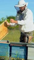 Beekeeper is working with bees and beehives on the apiary. Frames of a bee hive. Beekeeper at work. Apiculture Vertical video