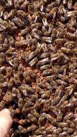 Bees moving on frame background. Bare hand of a beekeeper touching bees that are crawling on honeycombs. Apiculture concept. Vertical video