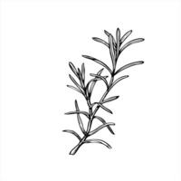 Rosemary or lavender branch illustration painted by black inks. Mediterranean seasoning aromatic fresh herbs etching drawing. Fragrant plant for essential oil label, Christmas roast decor vector