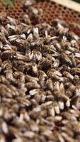 Frame with honey bees. Bees working on honeycomb. Many bees crawling on a frame carrying nectar to make honey. Close-up. Vertical video
