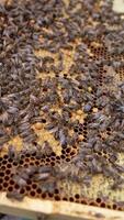 Bees on frame. Family of bees sealing ready honeycombs full of honey. Beekeeper holding frame with bees crawling on it. Close-up. Vertical video