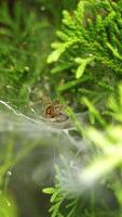 Spiderweb on green tree. Close up of spiderweb with waiting spider video