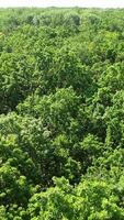 Trees in forest background. Aerial view of evergreen forest video