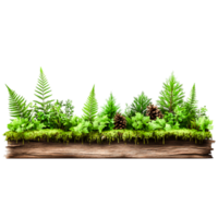 groen varens en dennenappels Aan natuurlijk boom schors met weelderig Woud elementen png
