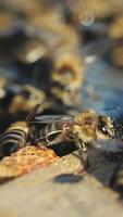 Close up view of the working bees on honeycomb in summer day. Beekeeping concept. Vertical video