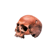 Realistic Human Skull Display on for Educatind Art png