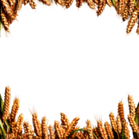 Golden Wheat Field Border for Rustic Nature and Harvest Themes png