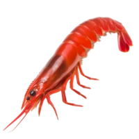 Fresh Red Shrimp on for Culinary and Seafood Imagery png