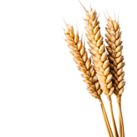 Golden Wheat Ears for Agricultural Concepts png