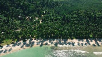 Sweeping aerial views of untouched Asian beaches with swaying palm trees video