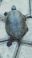 Turtle walking on the way. View from above Vertical video
