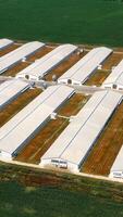 Modern farm on field. White barn houses built in rows on agricultural territory. Agricultural farming in the countryside. View from above. Vertical video