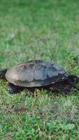 Turtle moving on fresh green grass Vertical video