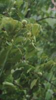 Walnut during heavy downpour. Top of trees swaying in hard rain. Vertical video