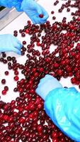 Cherries on a conveyor belt. Employees in blue gloves sorting cherries. Red ripe cherries on a white conveyor belt on a food factory. Vertical video