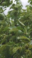 Top of trees swaying in hard rain. Walnut tree. Vertical video
