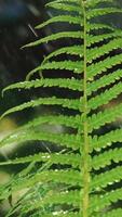 Rain drops fall on green fern leaf in the garden. Watering the green grass. Slow motion. Vertical video