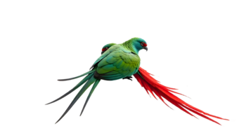 Vibrant Green Bird In Flight Displaying Striking Red And Black Tail Against Transparent Background png