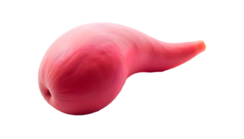 Human Spleen Anatomy Functions and Structure in the Immune System png