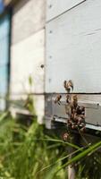 Bees at the entrance of a beehive in summer. Honey bees flying near the wooden hive on the apiary. Slow motion. Vertical video