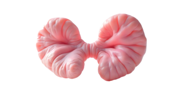 Detailed View of Human Parathyroid Glands in the Endocrine System png