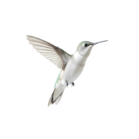 Green Hummingbird Hovering In Mid Flight With Wings Outstretched Feeding On Nectar png
