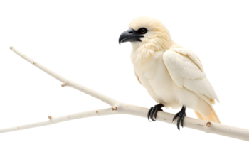 Light-Feathered Bird Perched Elegantly On A Smooth Branch Capturing Simplicity And Grace Perfect For Web Banners Or Wildlife Campaigns png