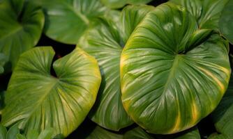 abstract green leaves texture, nature background texture. photo