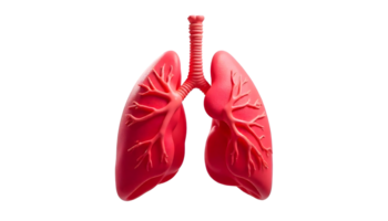 Detailed Anatomical View of Human Lungs Structure and Function Explained png