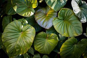 abstract green leaves texture, nature background, dark tone wallpaper,group of leafs at garden photo