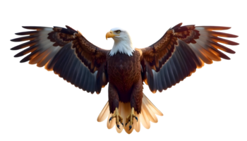 Powerful Bald Eagle Mid-Flight Capturing Its White Head Yellow Beak And Graceful Wing Span Ideal For Posters Presentations Or Art Projects png