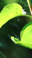 Rain Falling On Leaves. Water Drops on Leaf Surface. Vertical video