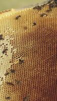 Beekeeper showing the honeycomb in the frame. Beekeeper at work. Frames of a beehive. Apiary concept Vertical video