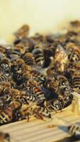 Close up view of the working bees on honeycomb in summer day. Bees turn nectar into honey. Vertical video