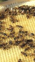 Beekeeper inspects the frames with honeycombs. Frames of a beehive. Apiculture Vertical video