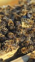 Bees convert nectar into honey. Working bees on honeycomb. Close-up. Vertical video
