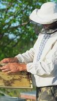 Beekeeper is working with bees and beehives on apiary. Beekeeping concept. Vertical video